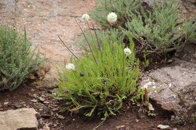 Cephalaria galpiniana, photographed by Tony Rebelo