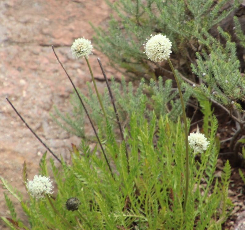 Cephalaria galpiniana, photographed by Tony Rebelo