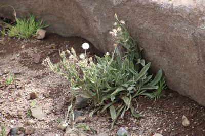 Senecio asperulus, photographed by Tony Rebelo