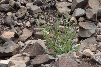 Senecio asperulus, photographed by Tony Rebelo