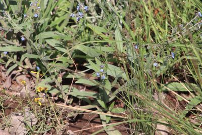 Cynoglossum amabile, photographed by Tony Rebelo
