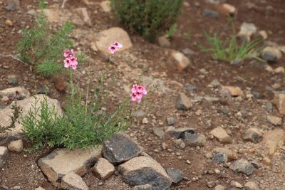 Diascia integerrima, photographed by Tony Rebelo