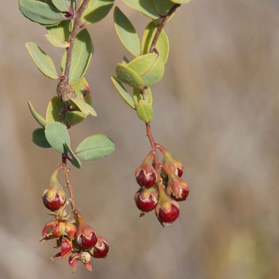 Stegnosperma halimifolium, photographed by Bill Levine
