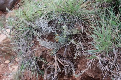 Helichrysum herbaceum, photographed by Tony Rebelo
