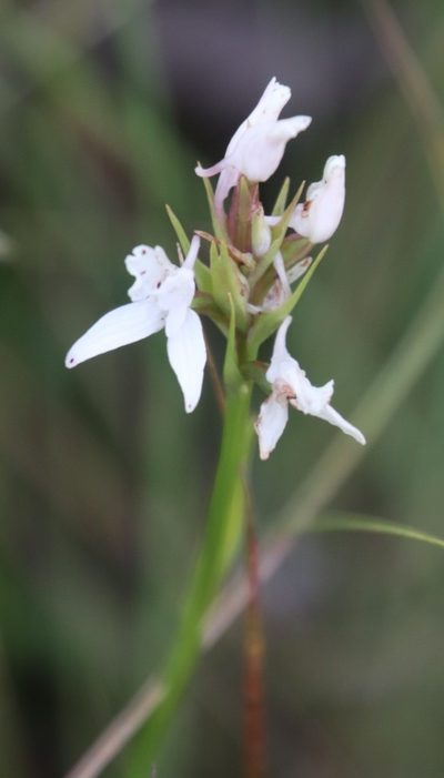 Brownleea galpinii, photographed by Tony Rebelo