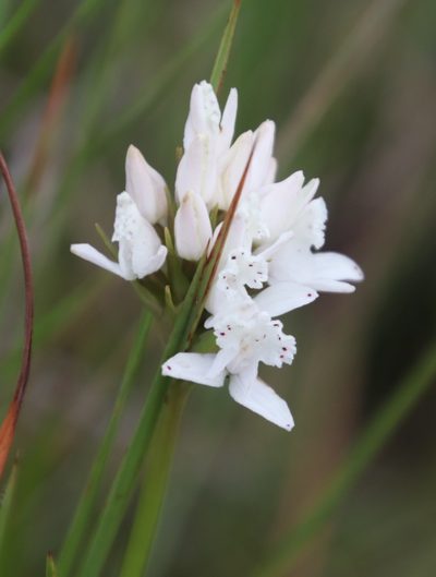 Brownleea galpinii, photographed by Tony Rebelo