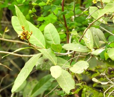 Heteropterys laurifolia, photographed by Francisco Farriols Sarabia