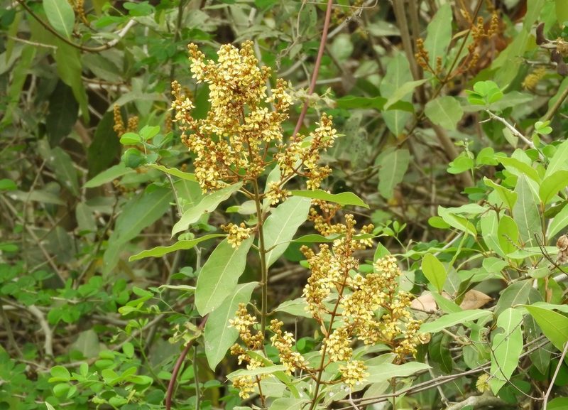 Heteropterys laurifolia, photographed by Francisco Farriols Sarabia