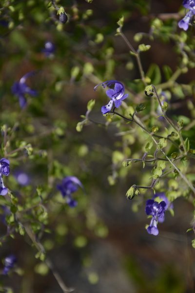 Trichostema suffrutescens, photographed by Siddarth Machado