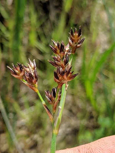 Juncus phaeocephalus, photographed by Alex Heyman