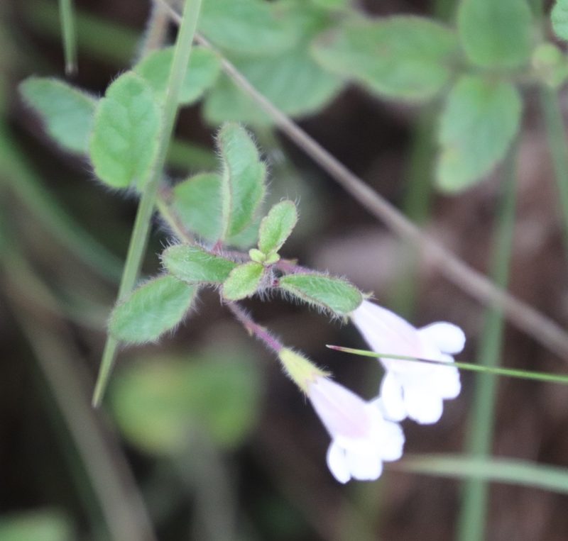 Killickia pilosa, photographed by Tony Rebelo