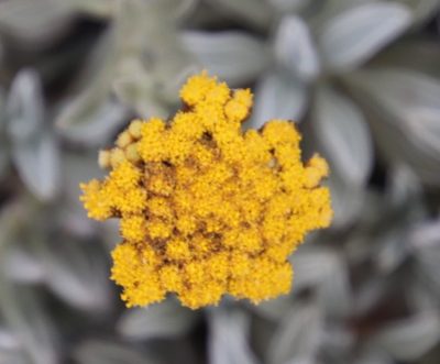 Helichrysum albirosulatum, photographed by Tony Rebelo