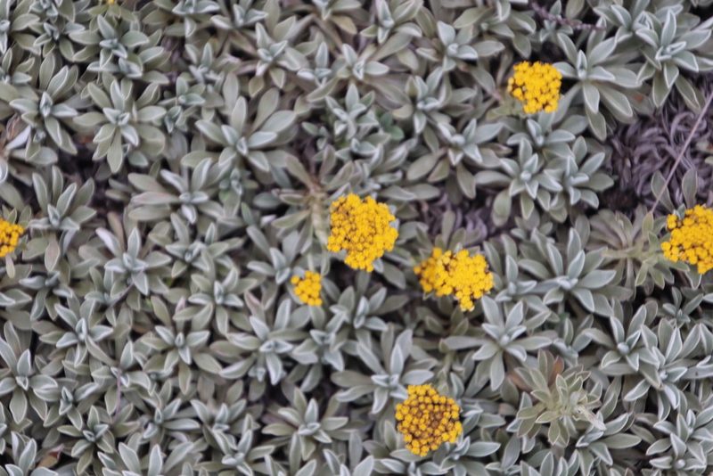 Helichrysum albirosulatum, photographed by Tony Rebelo
