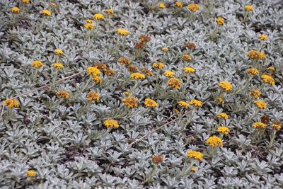 Helichrysum albirosulatum, photographed by Tony Rebelo
