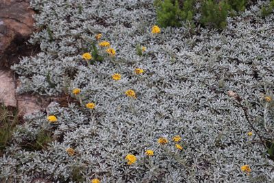 Helichrysum albirosulatum, photographed by Tony Rebelo