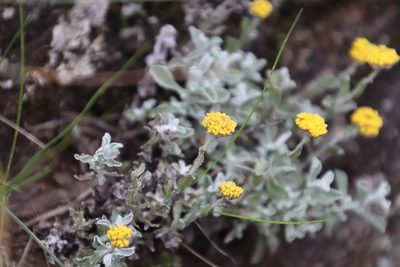 Helichrysum odoratissimum, photographed by Tony Rebelo