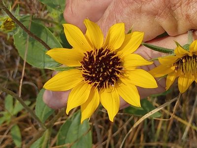 Helianthus exilis, photographed by Tom Gulya