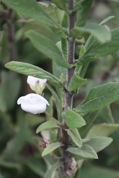 Bowkeria verticillata, photographed by Tony Rebelo