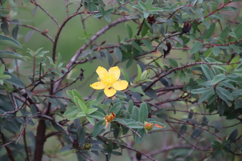 Hypericum pseudohenryi, photographed by Tony Rebelo