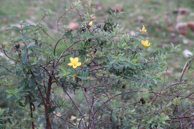 Hypericum pseudohenryi, photographed by Tony Rebelo