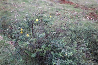 Hypericum pseudohenryi, photographed by Tony Rebelo