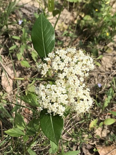 Viburnum cassinoides, photographed by Laura Clark