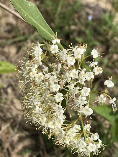 Viburnum cassinoides, photographed by Laura Clark