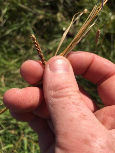 Carex flagellifera, photographed by gregs