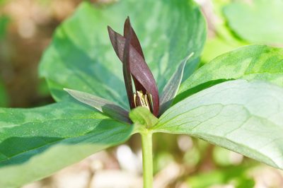 Trillium gracile, photographed by Michelle W. （鍾偉瑋）