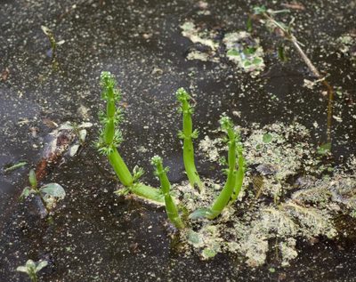 Hottonia inflata, photographed by Michelle W. （鍾偉瑋）