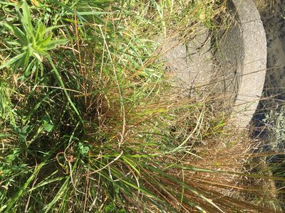 Carex buchananii, photographed by gregs