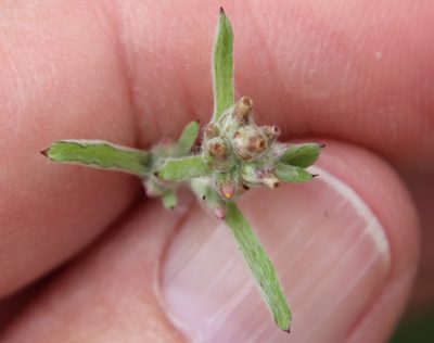 Gamochaeta stagnalis, photographed by Millie Basden