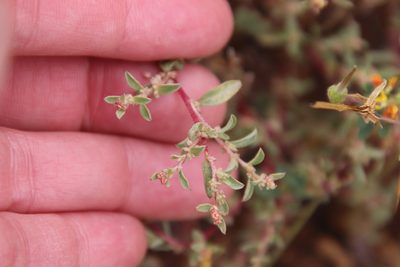 Atriplex pacifica, photographed by Millie Basden
