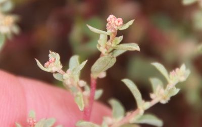 Atriplex pacifica, photographed by Millie Basden