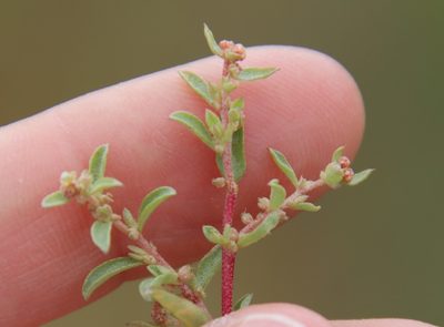Atriplex pacifica, photographed by Millie Basden