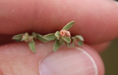 Atriplex pacifica, photographed by Millie Basden