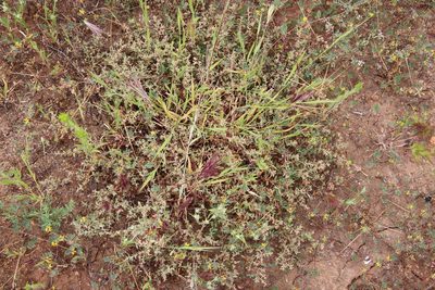 Atriplex pacifica, photographed by Millie Basden
