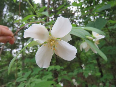 Philadelphus pubescens, photographed by Laura Clark