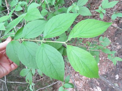Philadelphus pubescens, photographed by Laura Clark