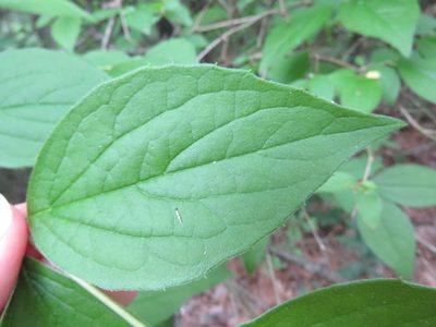 Philadelphus pubescens, photographed by Laura Clark