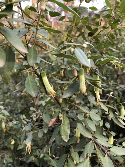 Correa glabra, photographed by elawrey
