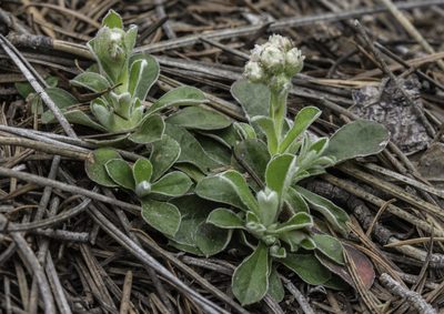 Antennaria marginata, photographed by Craig Martin