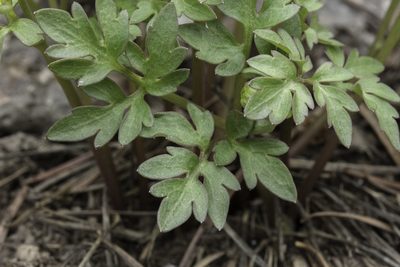 Cyrtorhyncha ranunculina, photographed by Craig Martin