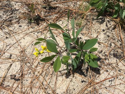 Baptisia cinerea, photographed by Alan Weakley