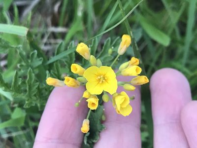Physaria gracilis, photographed by Meghan Cassidy