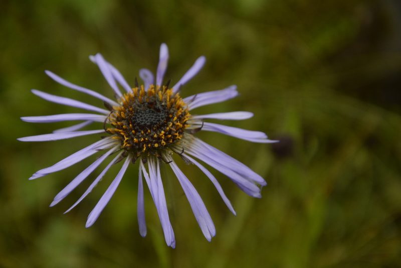 Aster diplostephioides, photographed by Siddarth Machado
