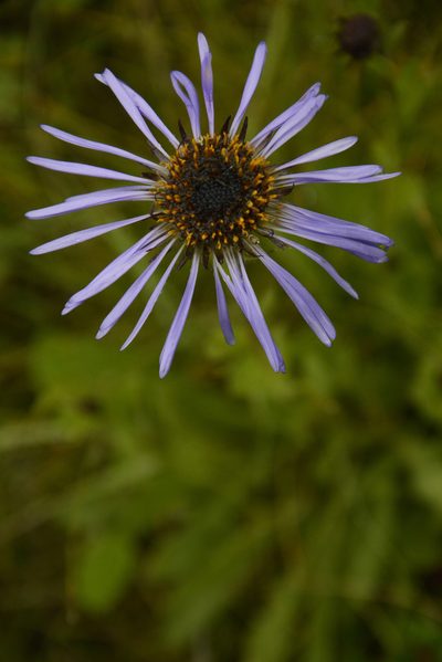 Aster diplostephioides, photographed by Siddarth Machado