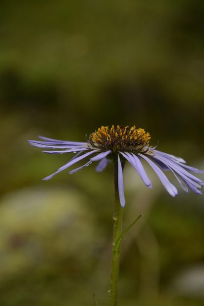 Aster diplostephioides, photographed by Siddarth Machado