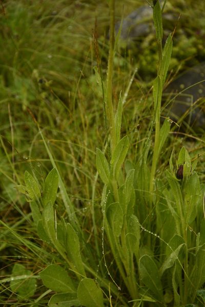 Aster diplostephioides, photographed by Siddarth Machado