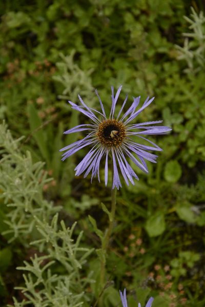 Aster diplostephioides, photographed by Siddarth Machado